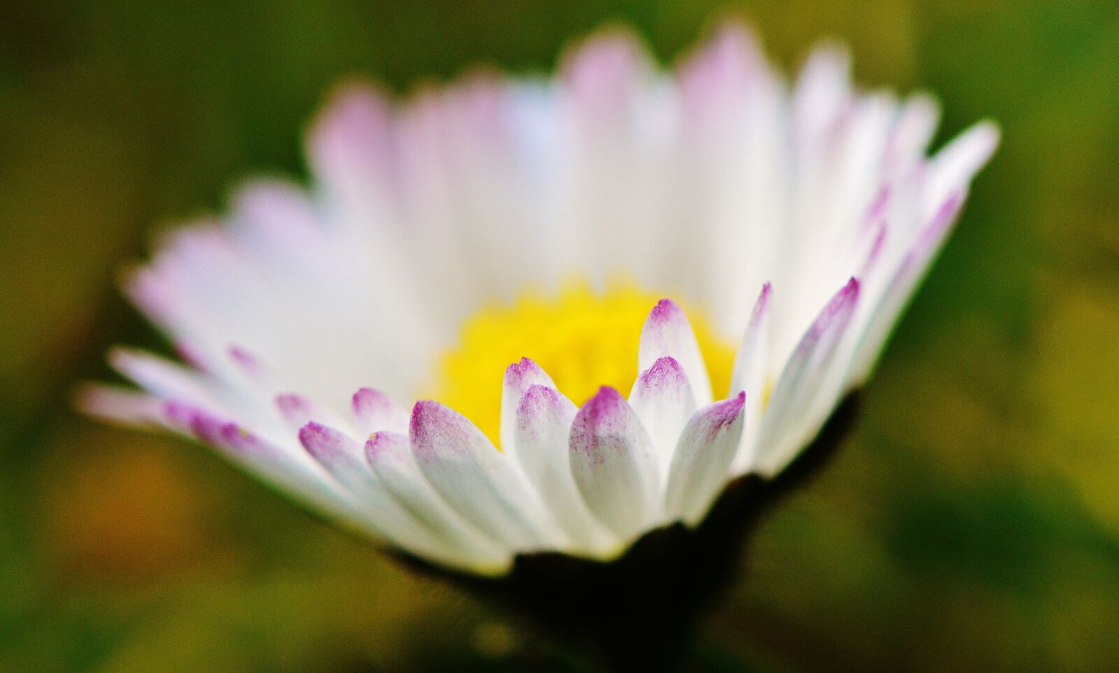 Nikon D3200 sample photo. Daisy, flower, meadow photography