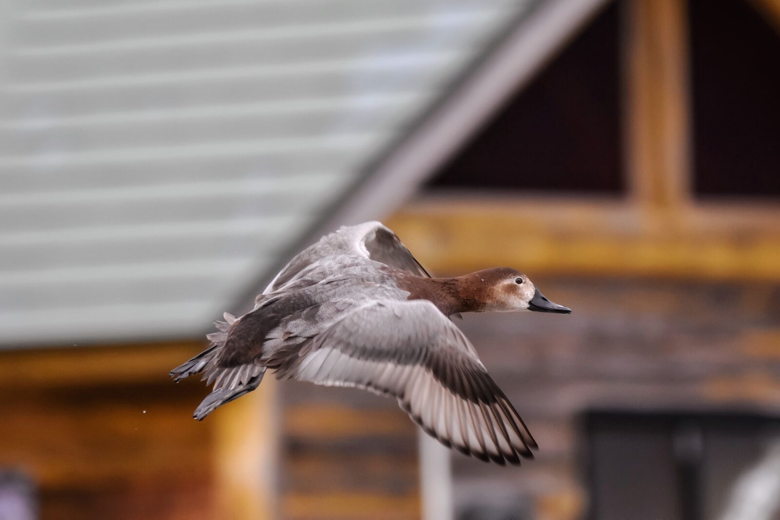 Nikon D7200 sample photo. Animal, building, bird photography
