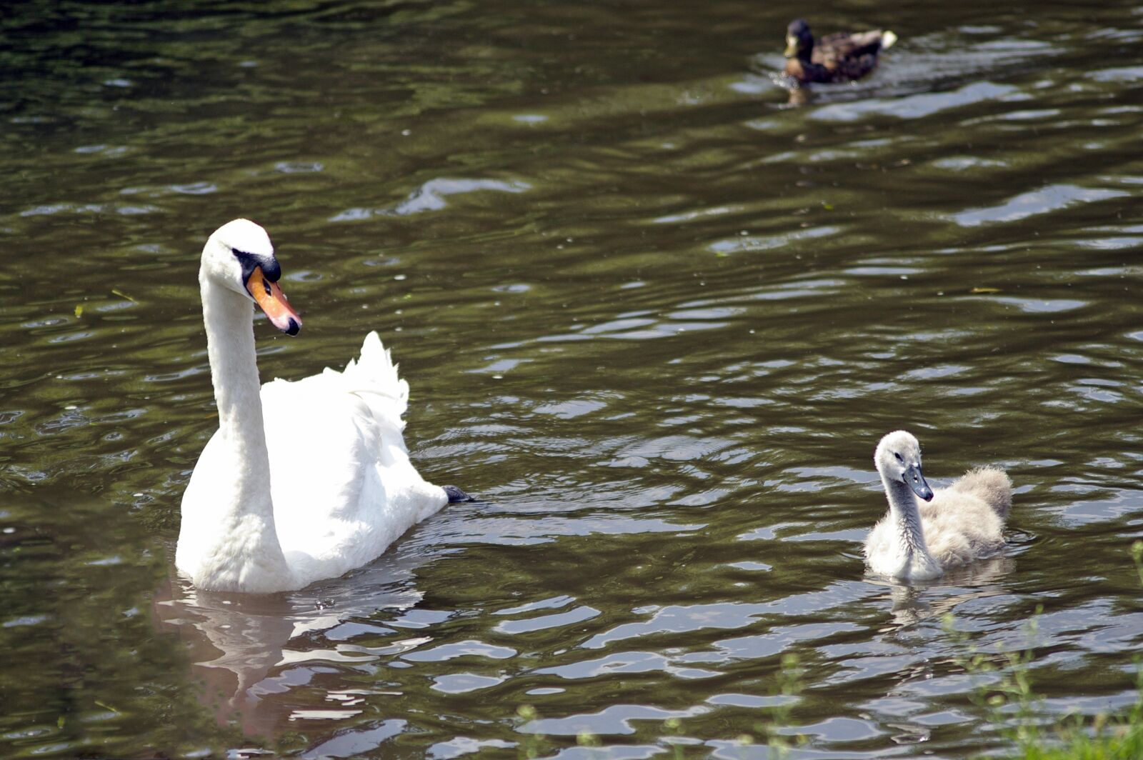Pentax K100D Super sample photo. Swans, birds, nature photography
