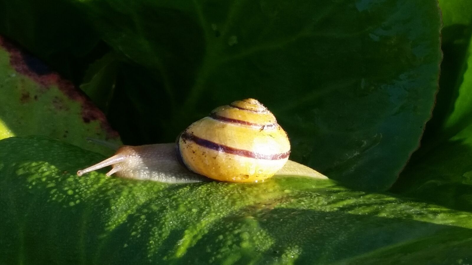 Samsung Galaxy S5 sample photo. Snail, garden, close up photography