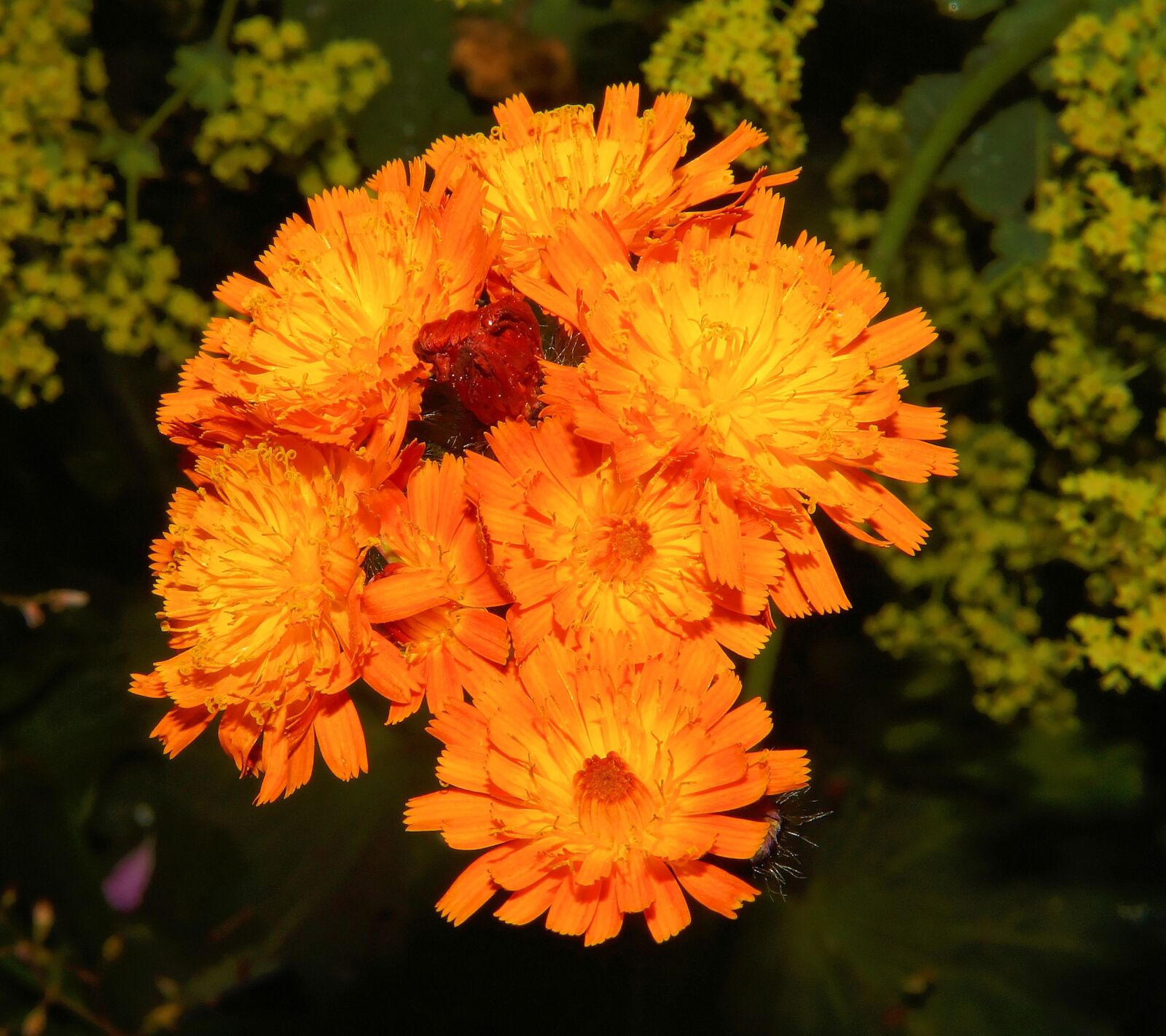 Sony 28mm F2.8 sample photo. Flowers, close up, orange photography