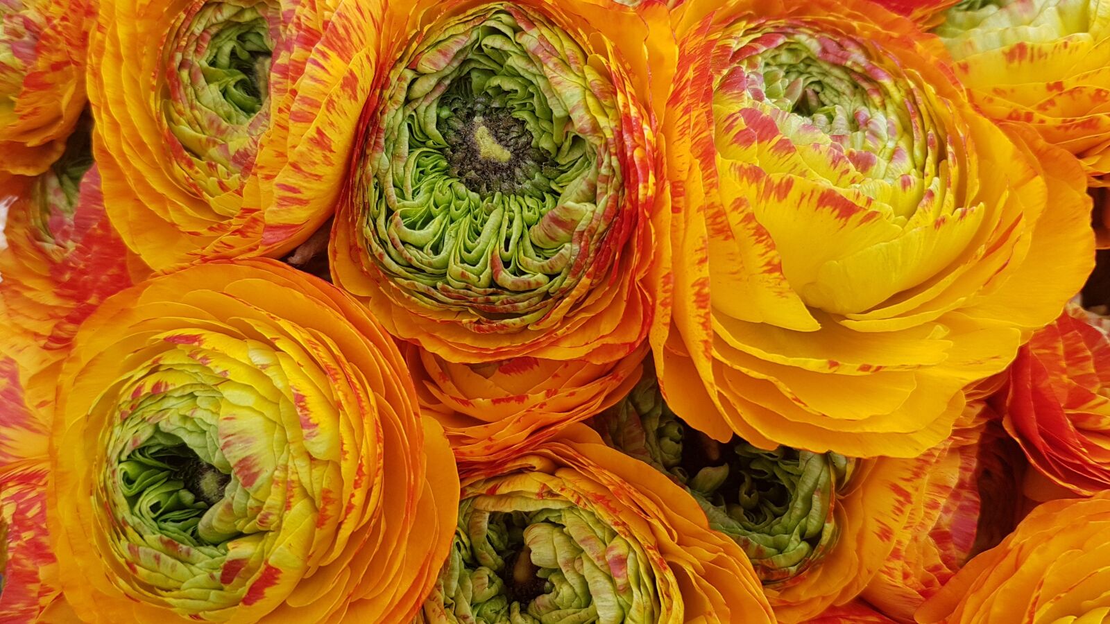 Samsung Galaxy S7 sample photo. Flowers, buttercups, flower photography