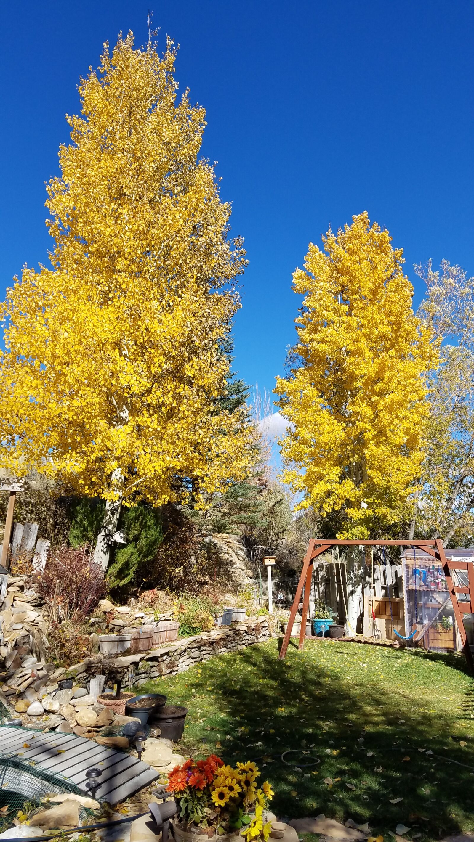 Samsung Galaxy S7 Edge sample photo. Fall, aspens, trees photography