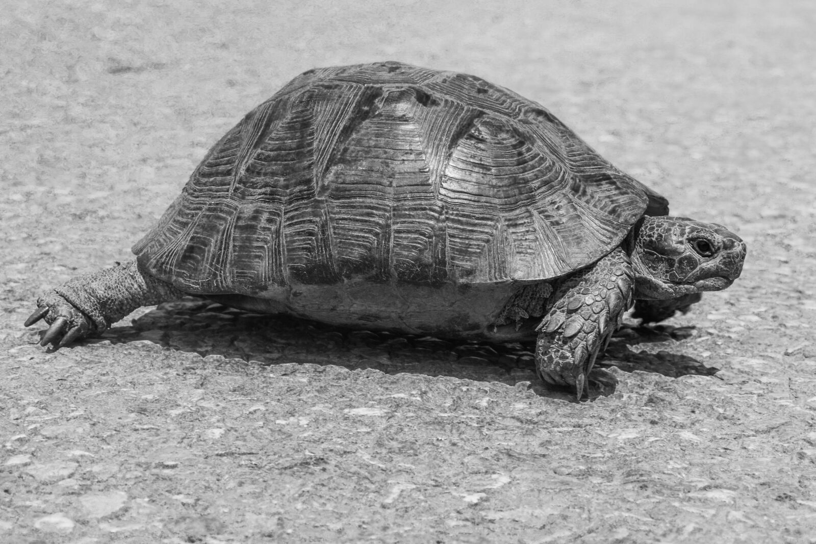 Nikon D5300 sample photo. Turtle, reptile, animal photography