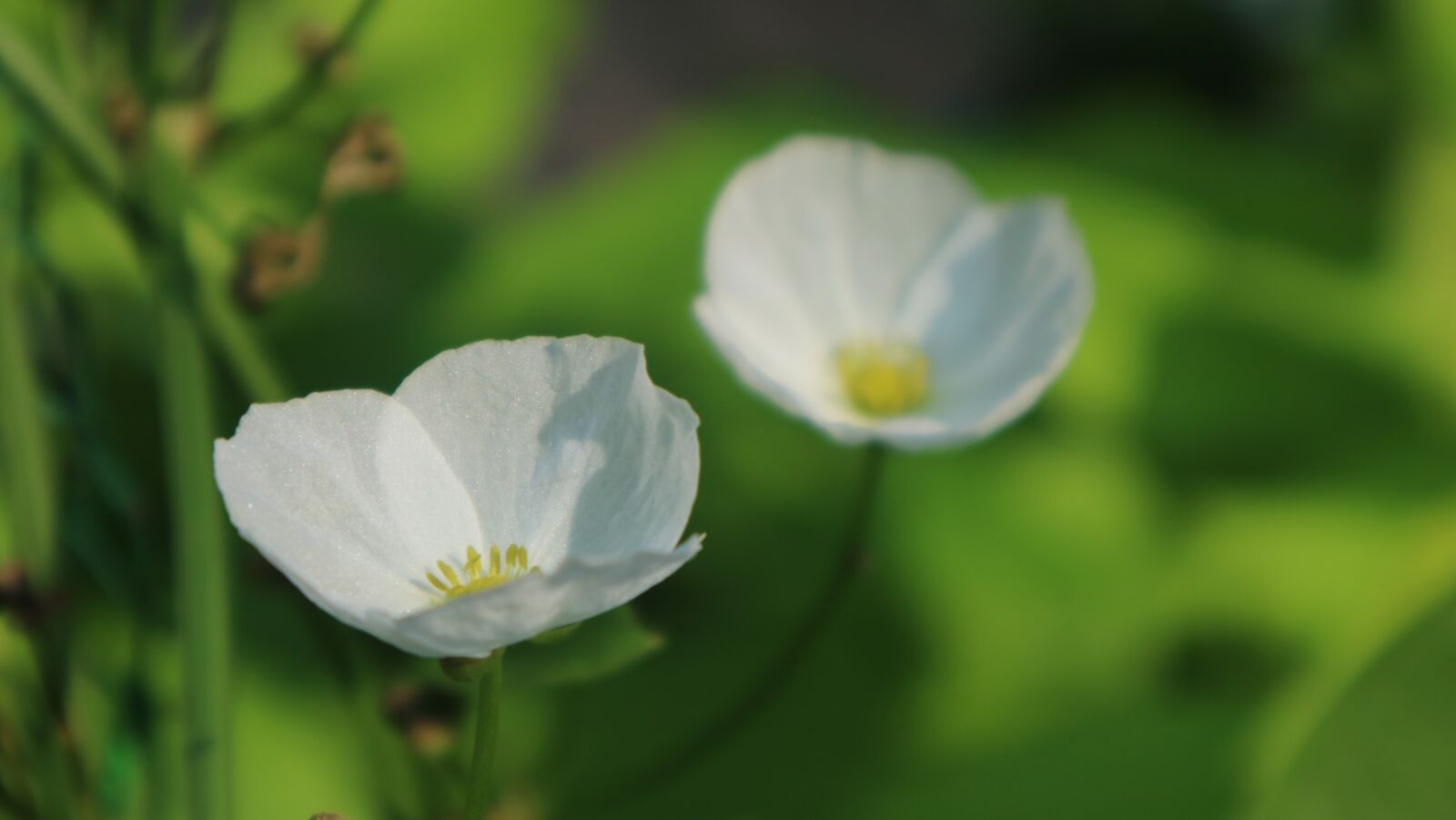 Canon EOS M3 sample photo. Flowers, two, water photography