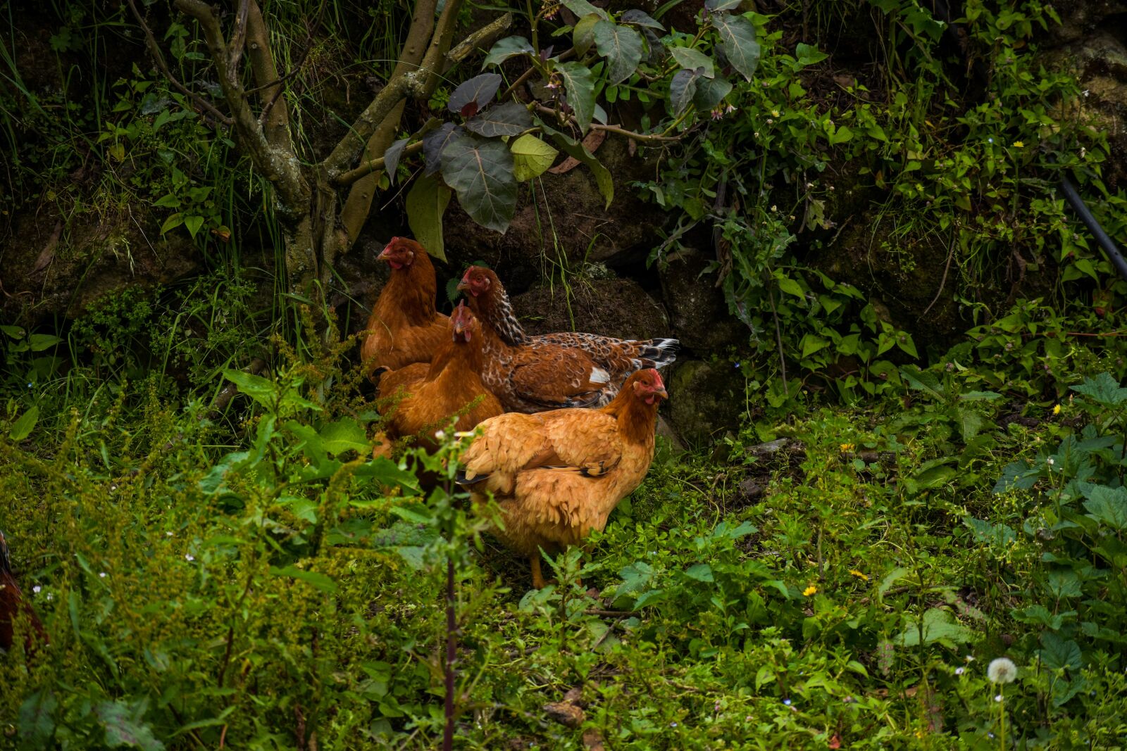 Nikon D3400 sample photo. Hen, ave, wings photography