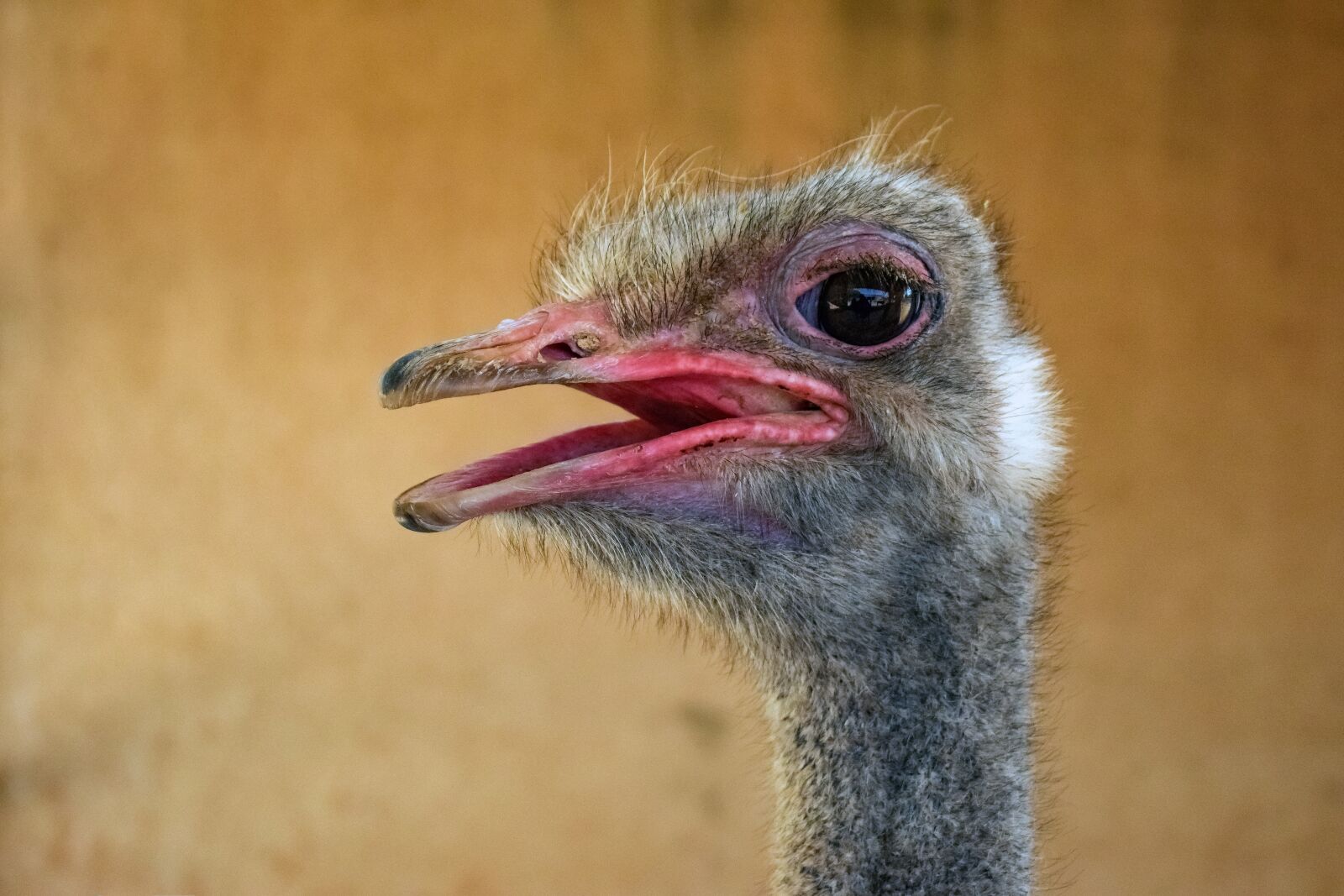 Nikon D3300 sample photo. Ostrich, bird, eye photography