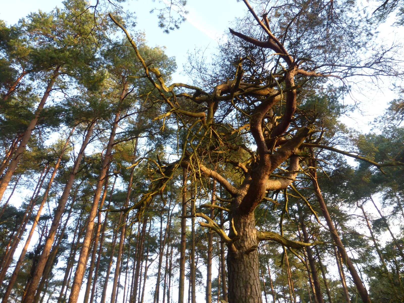 Panasonic Lumix DMC-ZS25 (Lumix DMC-TZ35) sample photo. High trees, tall trees photography
