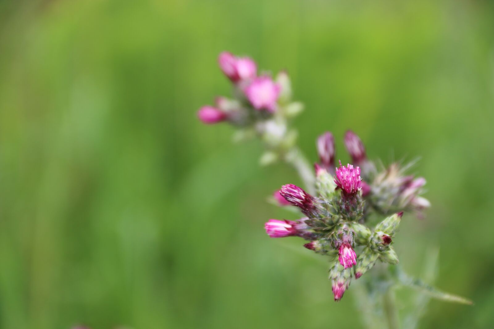 Canon EF-S 18-135mm F3.5-5.6 IS sample photo. Pink, purple, flower photography