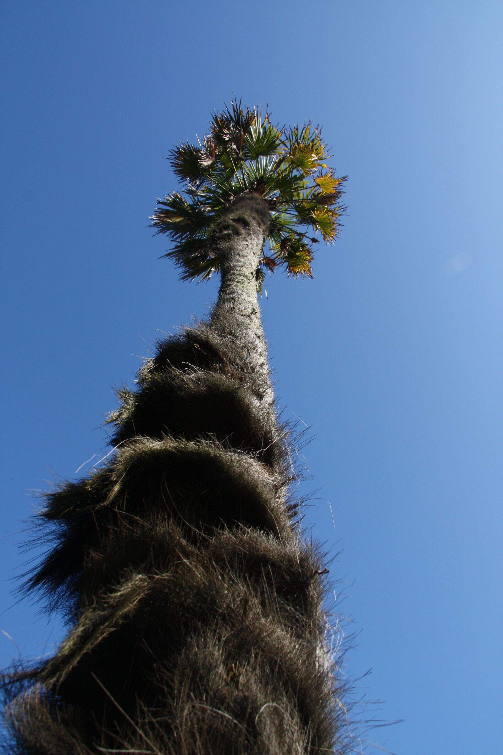 Canon EOS 450D (EOS Rebel XSi / EOS Kiss X2) sample photo. Palm tree, sky, blue photography