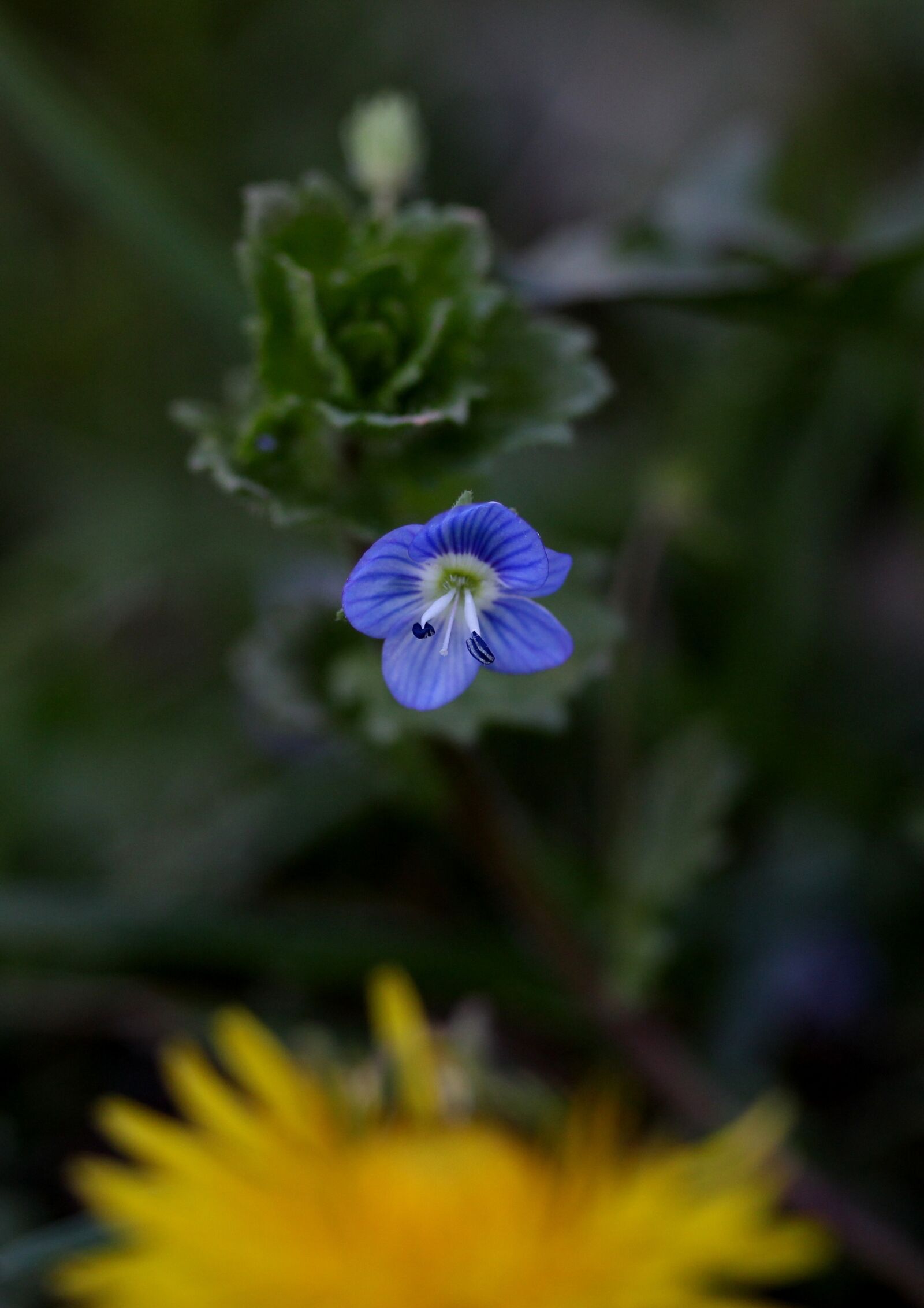 Canon EF-S 60mm F2.8 Macro USM sample photo. Flower, small, wild photography