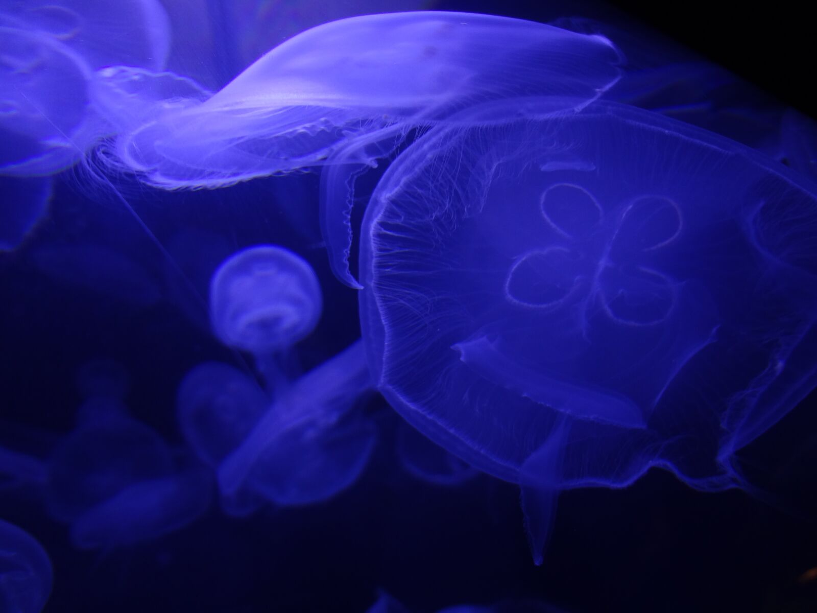Sony DSC-WX9 sample photo. Jellyfish, sea, ocean photography