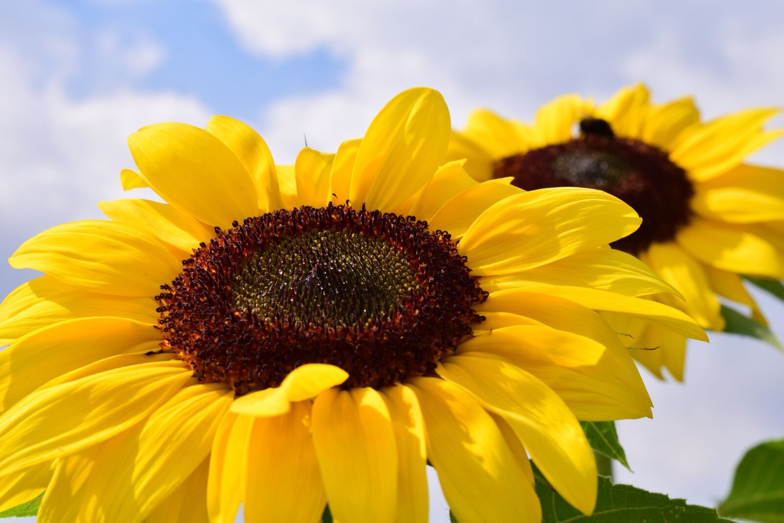 Nikon D3300 sample photo. Sunflower, sky, summer photography