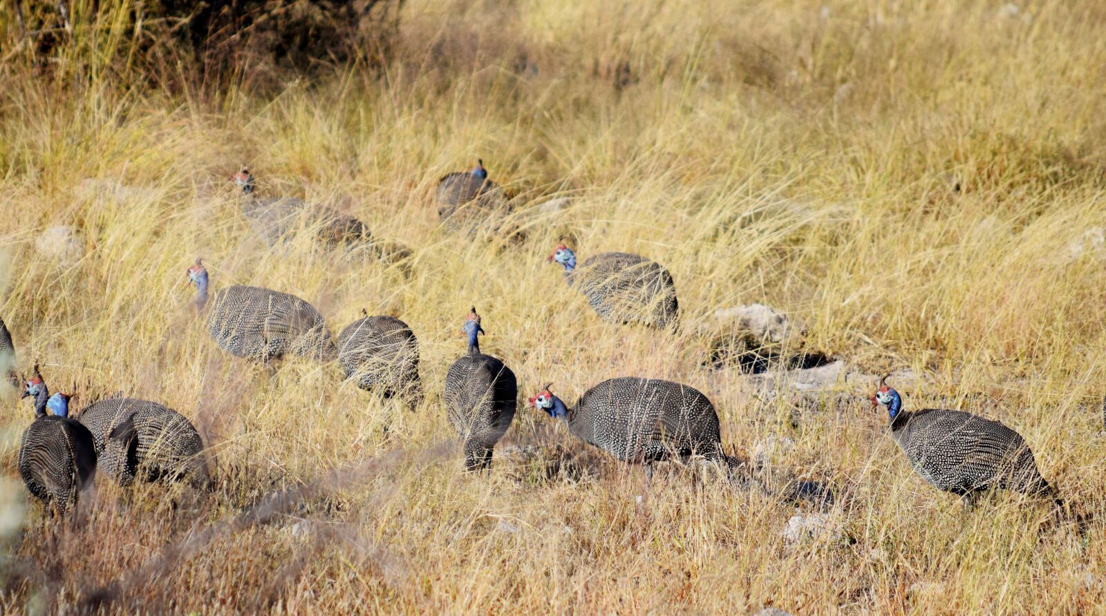 Nikon D5300 sample photo. Guineafowl, dot, black photography