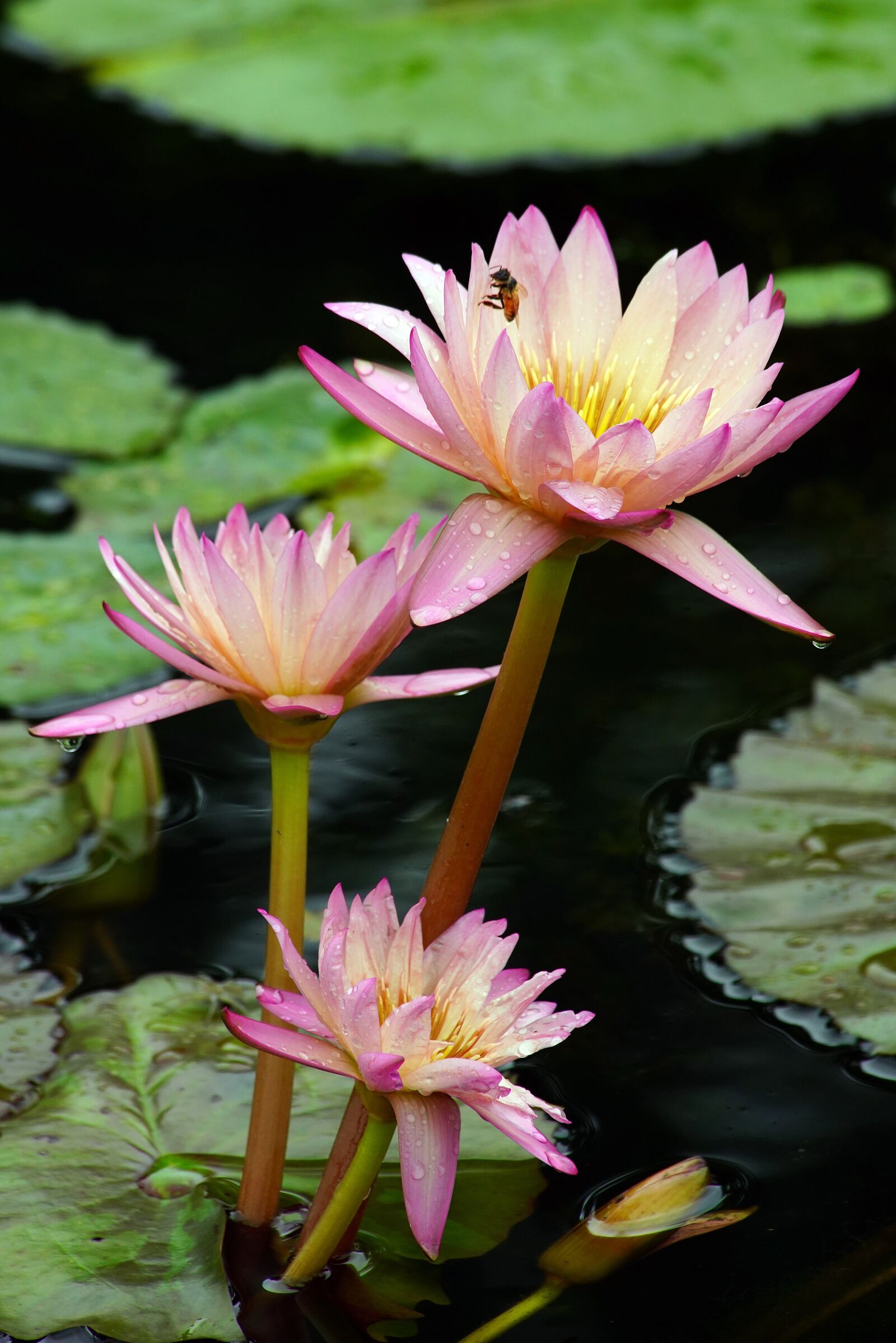 Sony a7R III sample photo. Lotus, waterr lotus, flower photography