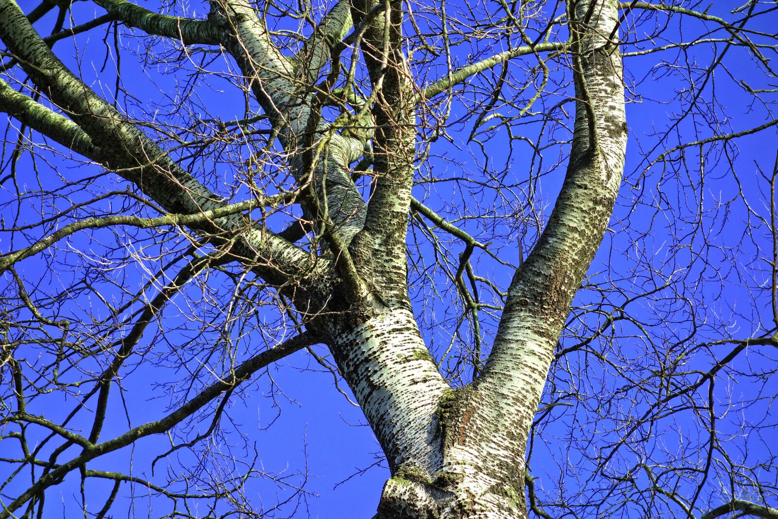 Sony Cyber-shot DSC-RX100 sample photo. Birch, tree, birch tree photography
