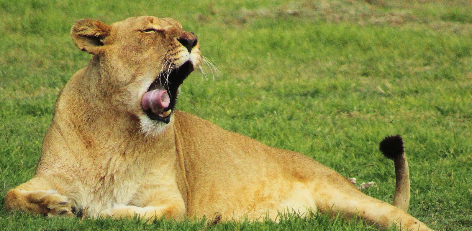Canon EF75-300mm f/4-5.6 sample photo. Lioness, king of the photography