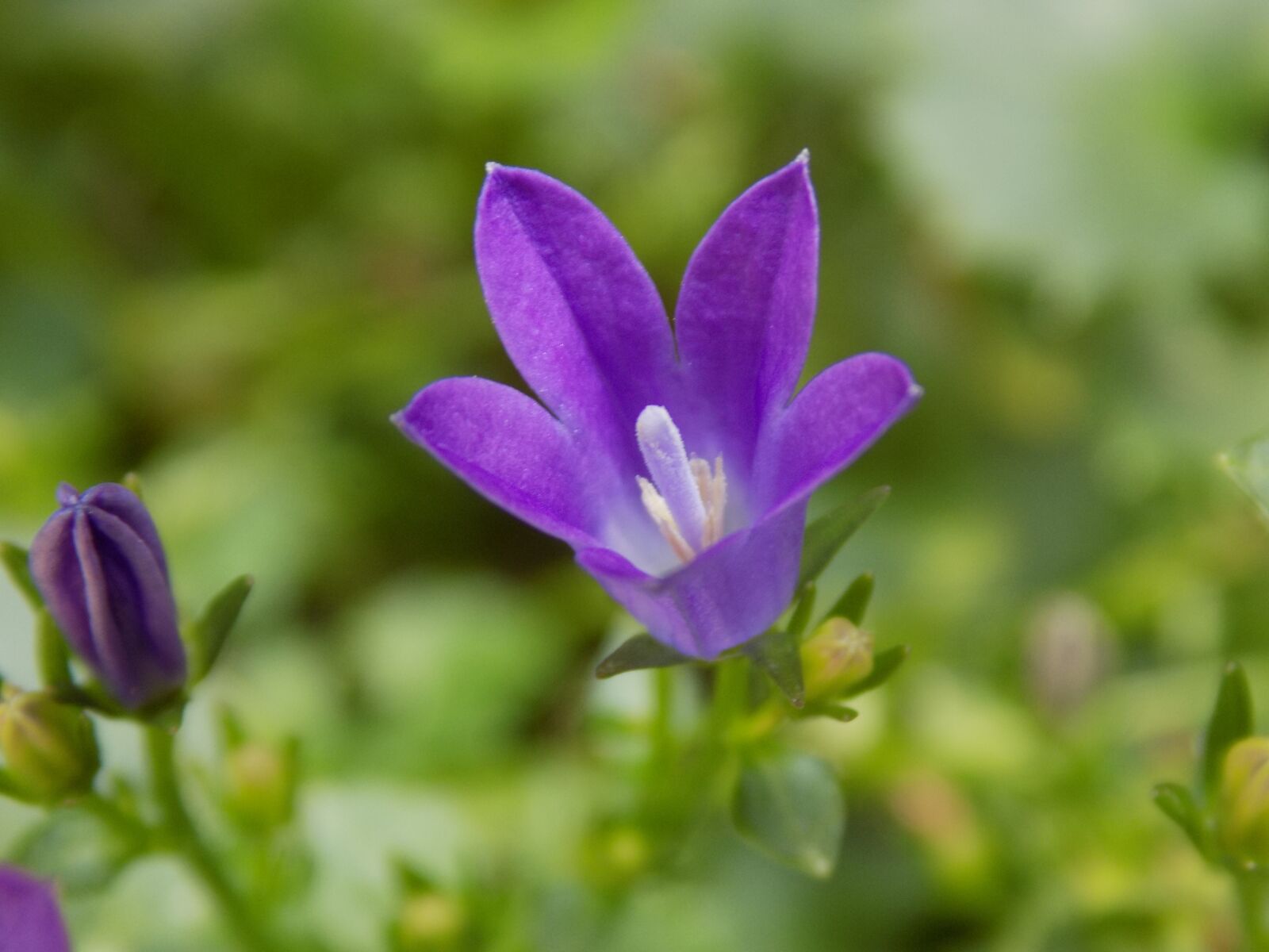 Nikon COOLPIX L340 sample photo. Violet, violaceae, flower photography