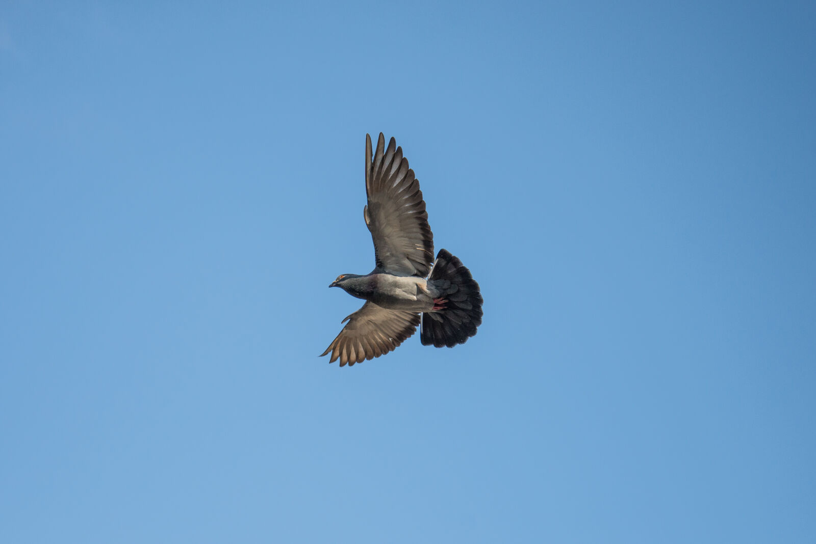 Nikon D600 sample photo. Flight, bird, flying, air photography