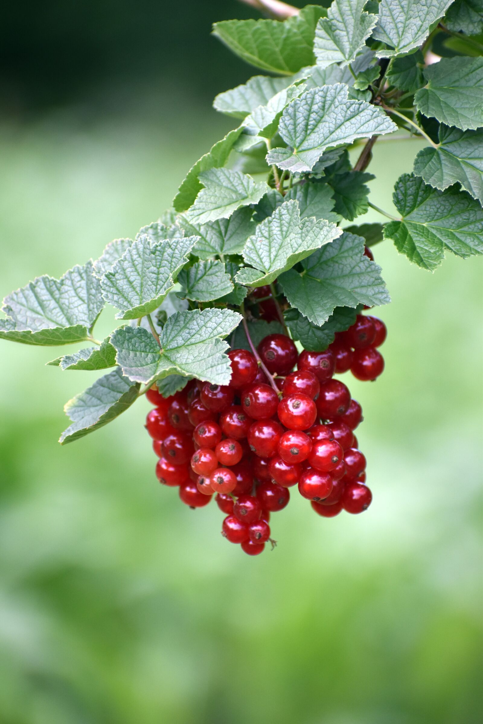 Nikon D3500 sample photo. Currants, unripe currant, gooseberry photography