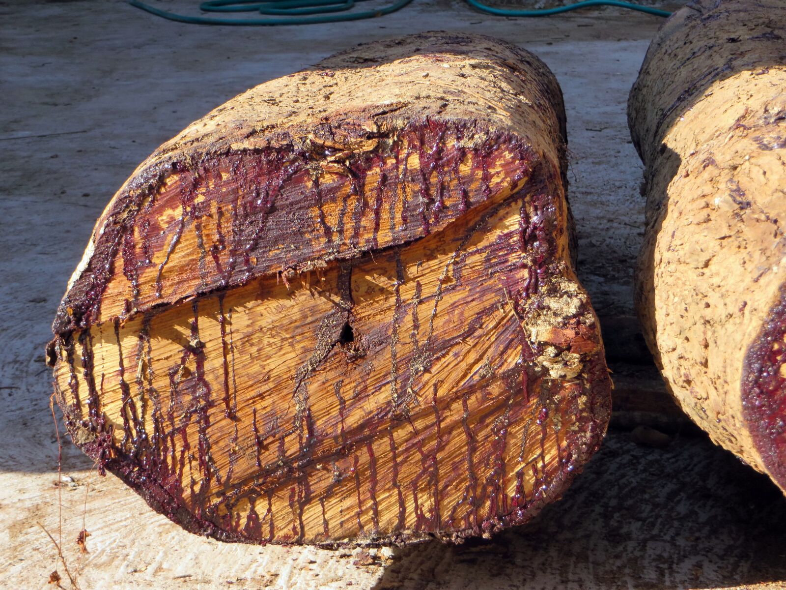Canon PowerShot SX270 HS sample photo. Laos, rosewood, cup photography