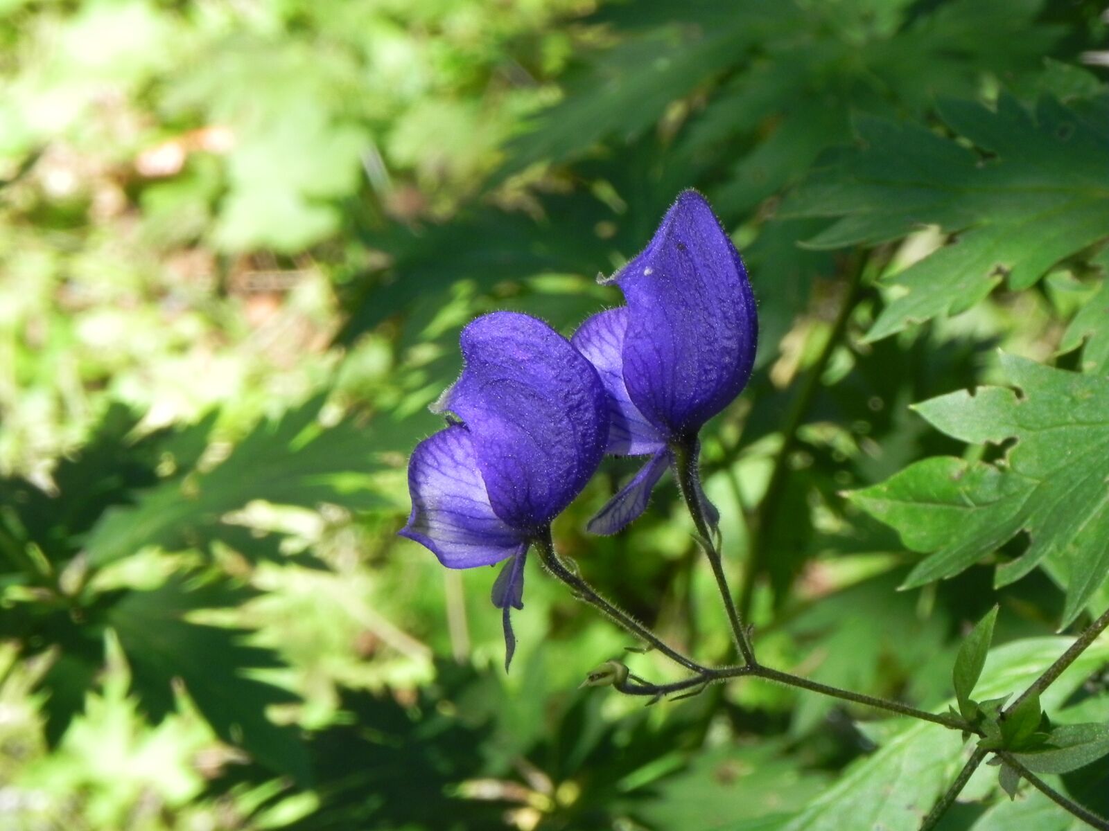 Nikon Coolpix P100 sample photo. Purple flower, purple, flower photography