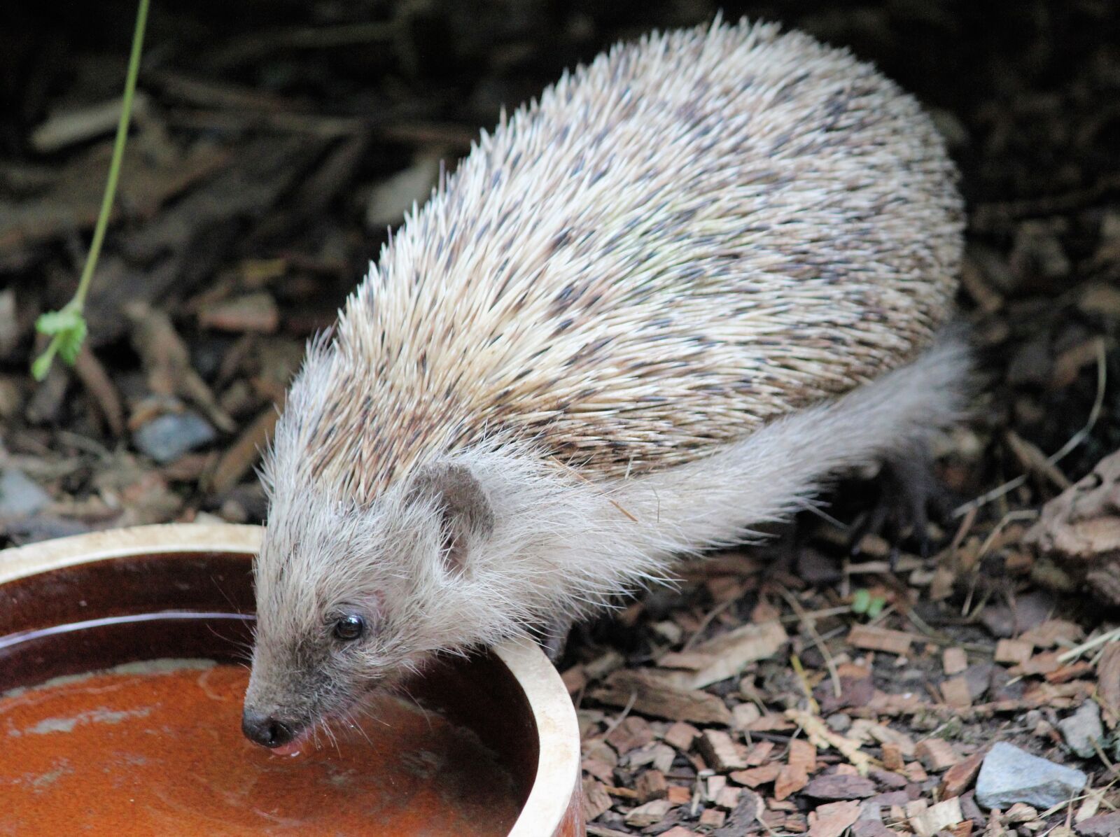 Canon EOS 550D (EOS Rebel T2i / EOS Kiss X4) sample photo. Hedgehog, quills, animal photography