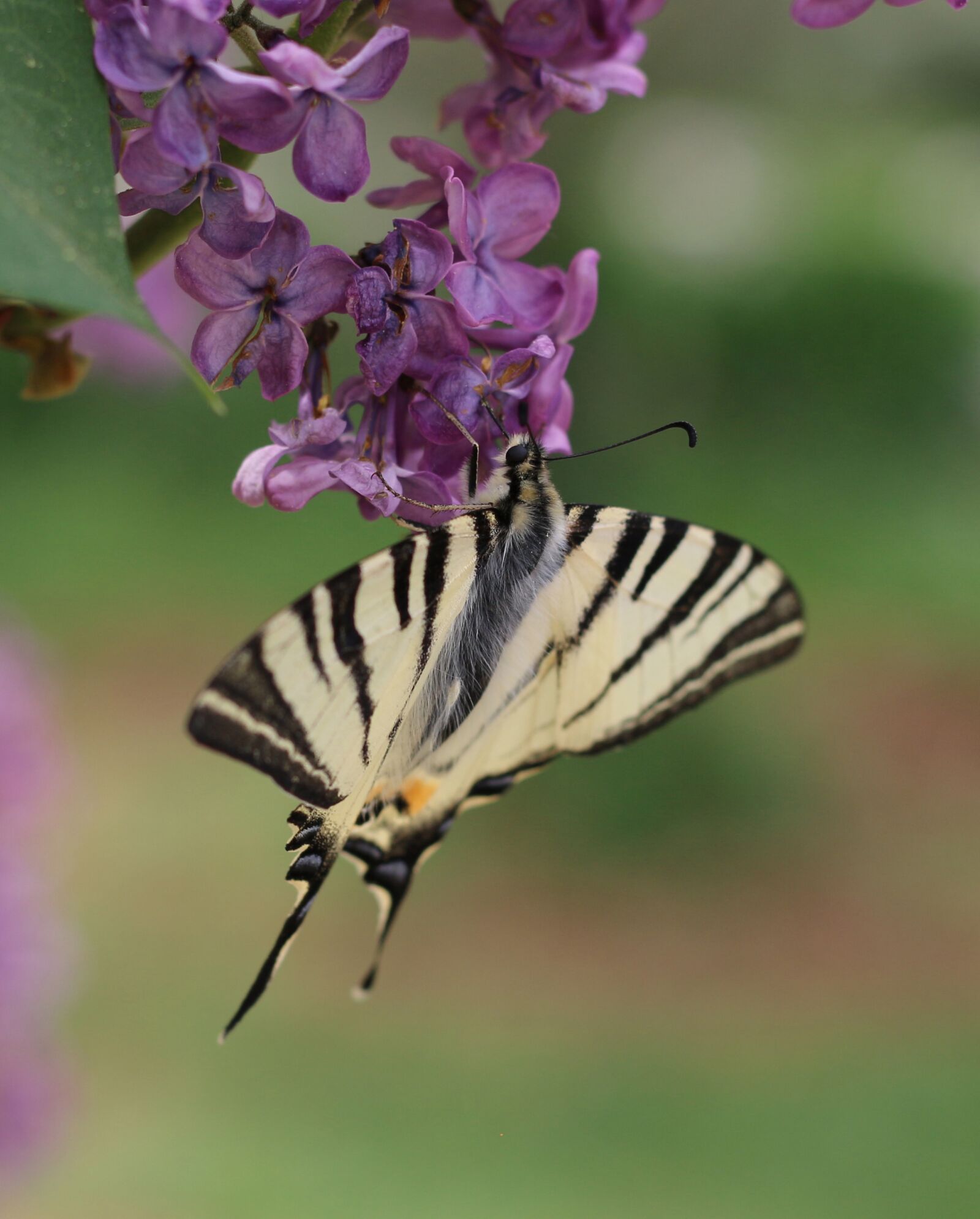 Canon EOS 700D (EOS Rebel T5i / EOS Kiss X7i) sample photo. Scarce swallowtail, swallowtail, butterfly photography