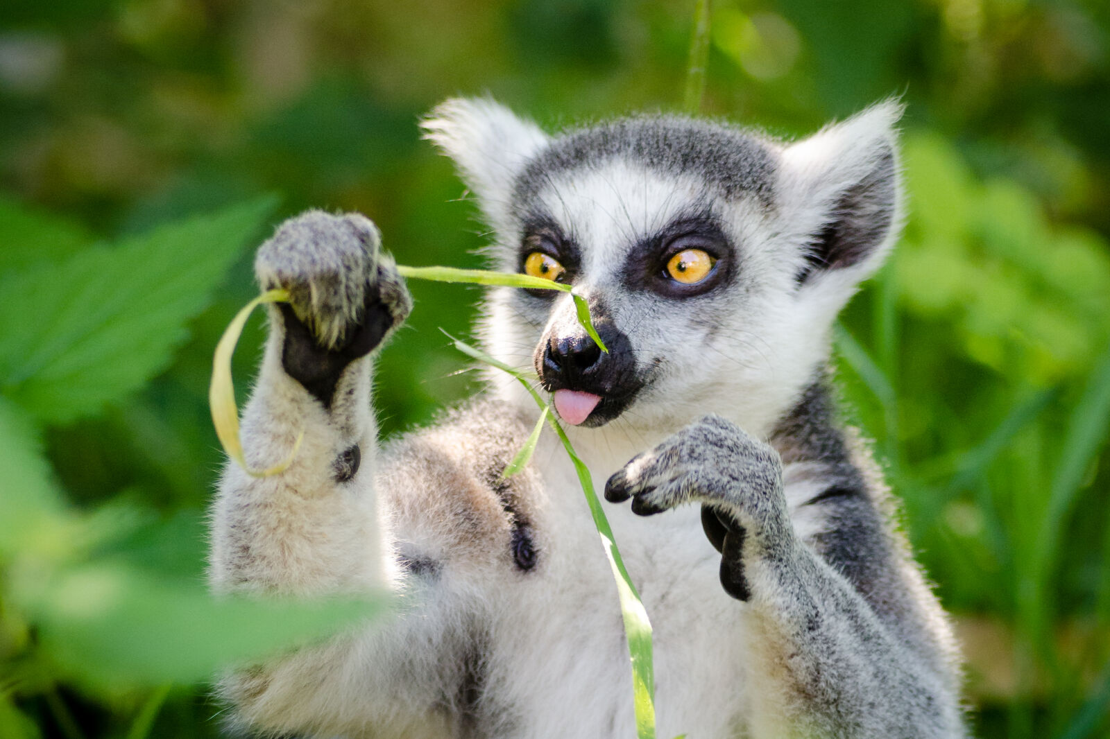 AF Zoom-Nikkor 80-200mm f/2.8 ED sample photo. White, and, gray, lemur photography