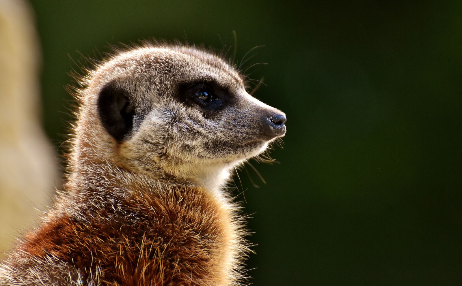 Nikon D7200 sample photo. Meerkat, animal, nature photography