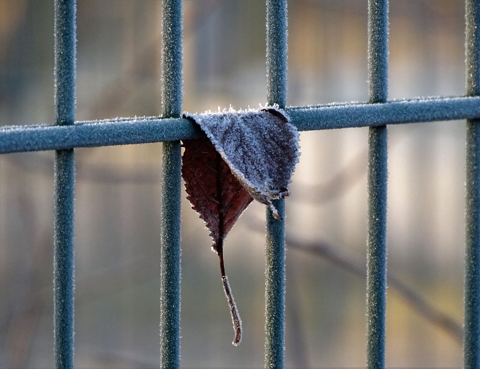 Sony Cyber-shot DSC-HX400V sample photo. Frost, leaf, railing photography