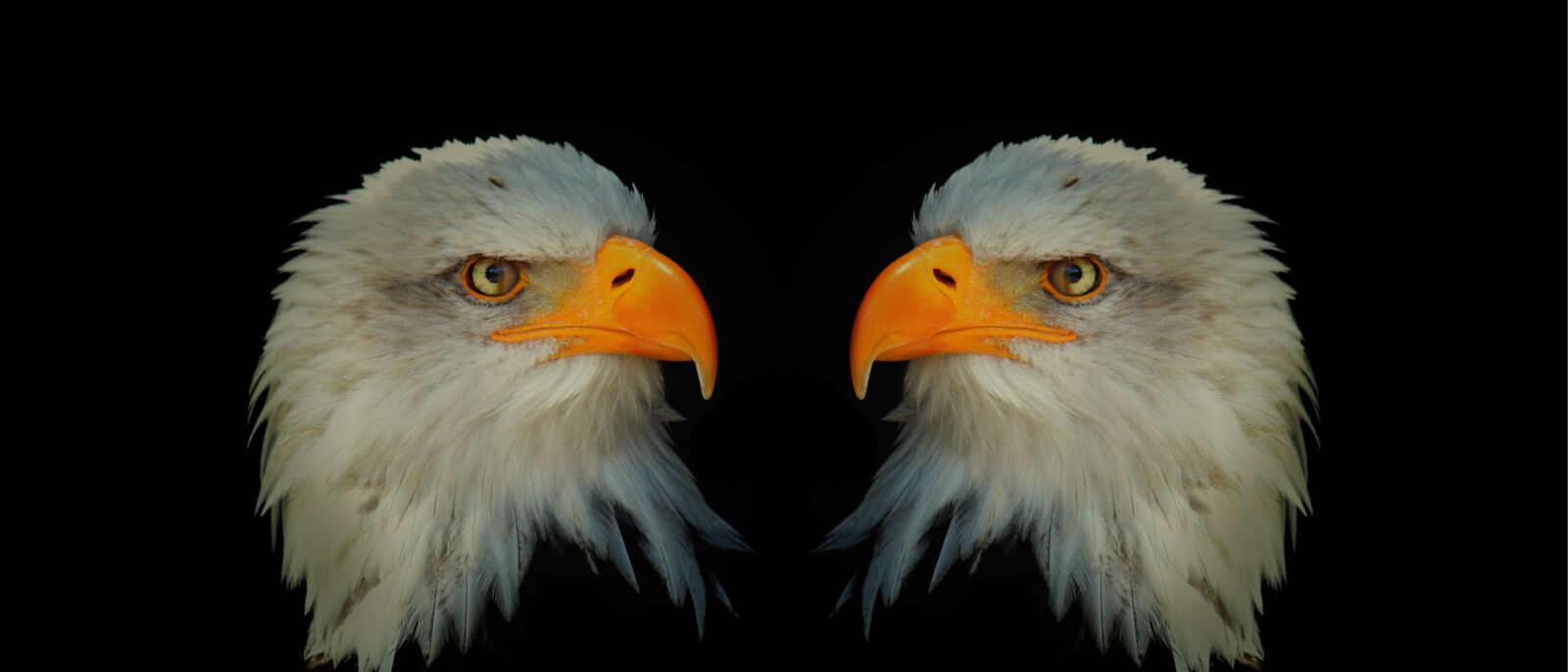 Canon EOS 500D (EOS Rebel T1i / EOS Kiss X3) sample photo. Adler, white tailed eagle photography