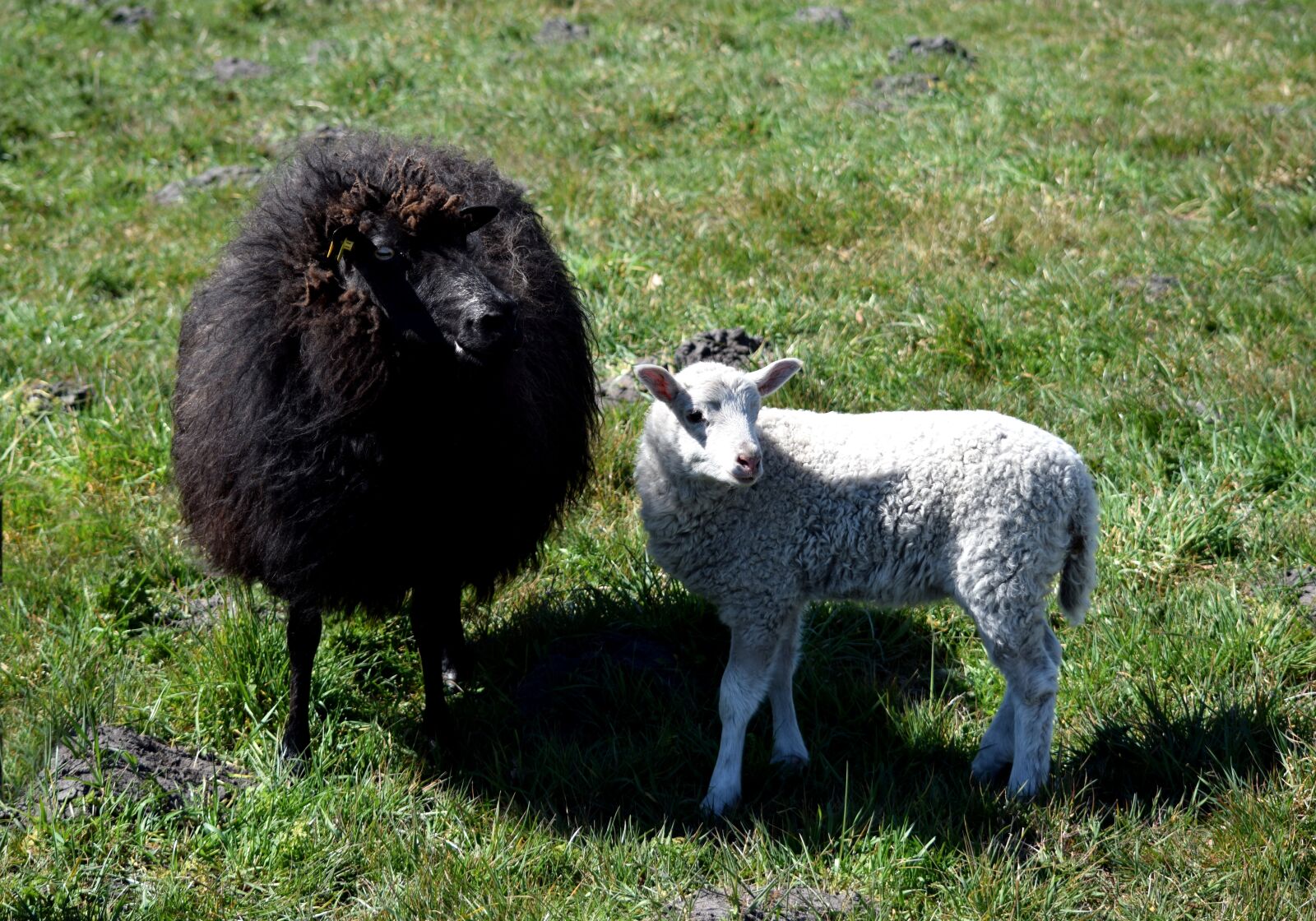 Nikon D5300 sample photo. Black sheep, white lamb photography