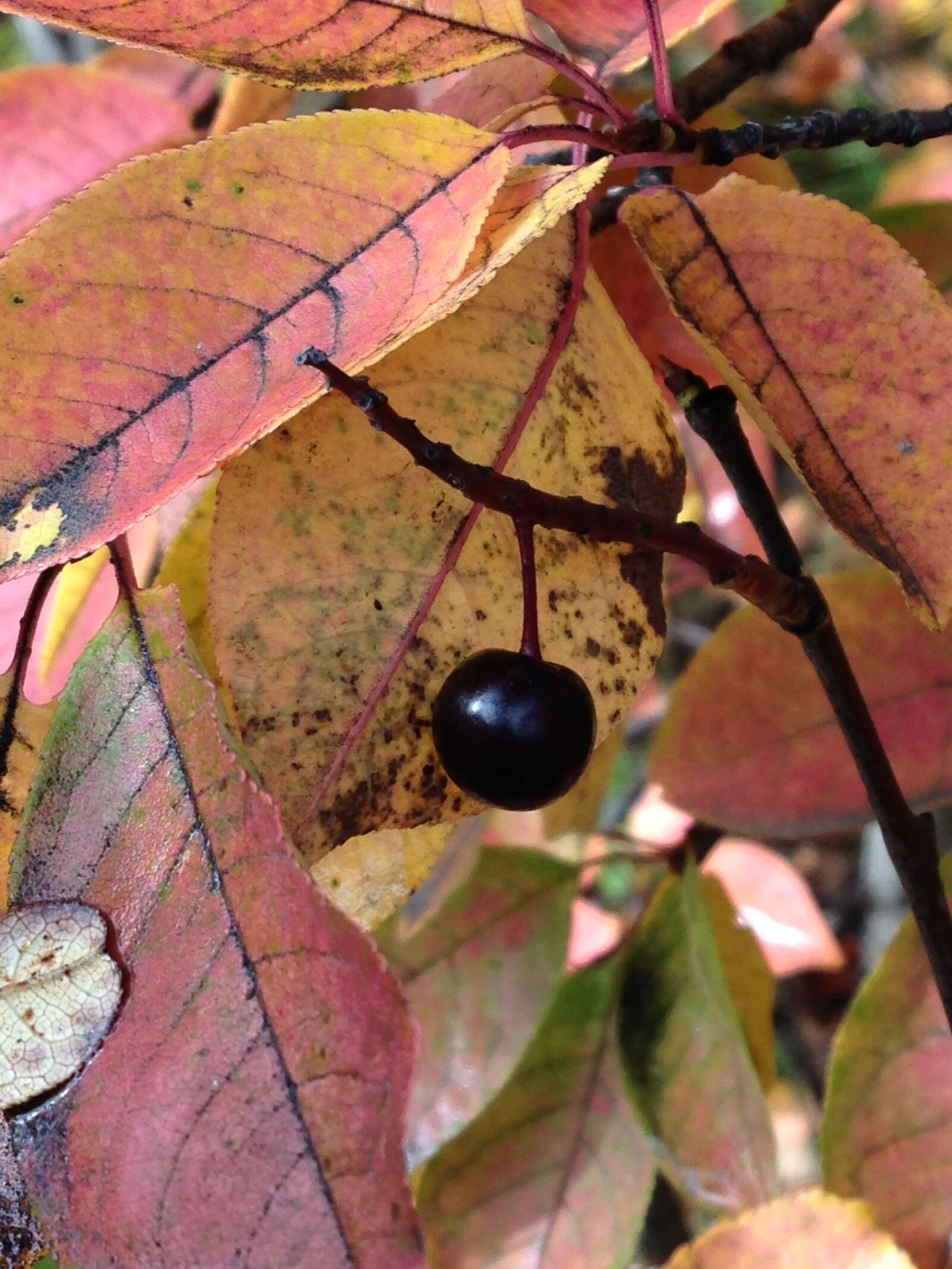 iPhone 5c back camera 4.12mm f/2.4 sample photo. Autumn, berry, leaves, orange photography