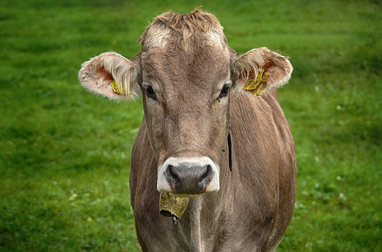Nikon D3200 sample photo. Cow, allgäu, cows photography