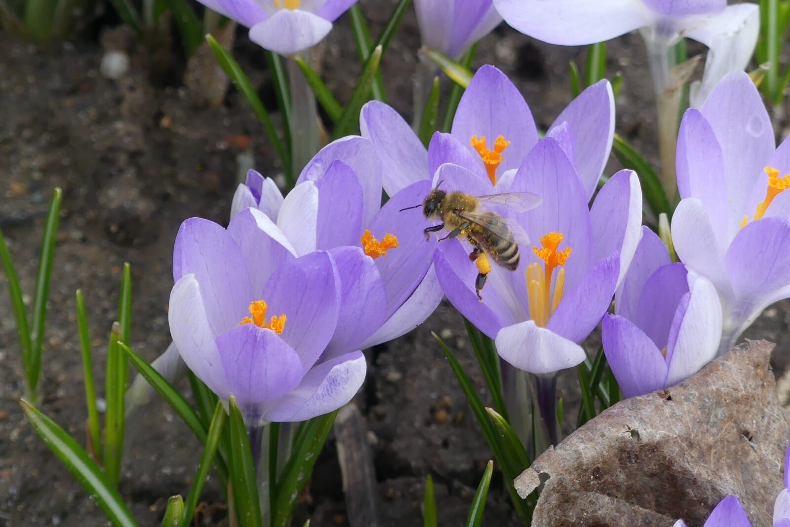 Panasonic Lumix DMC-FZ300 sample photo. Bee, honey bee, pollen photography