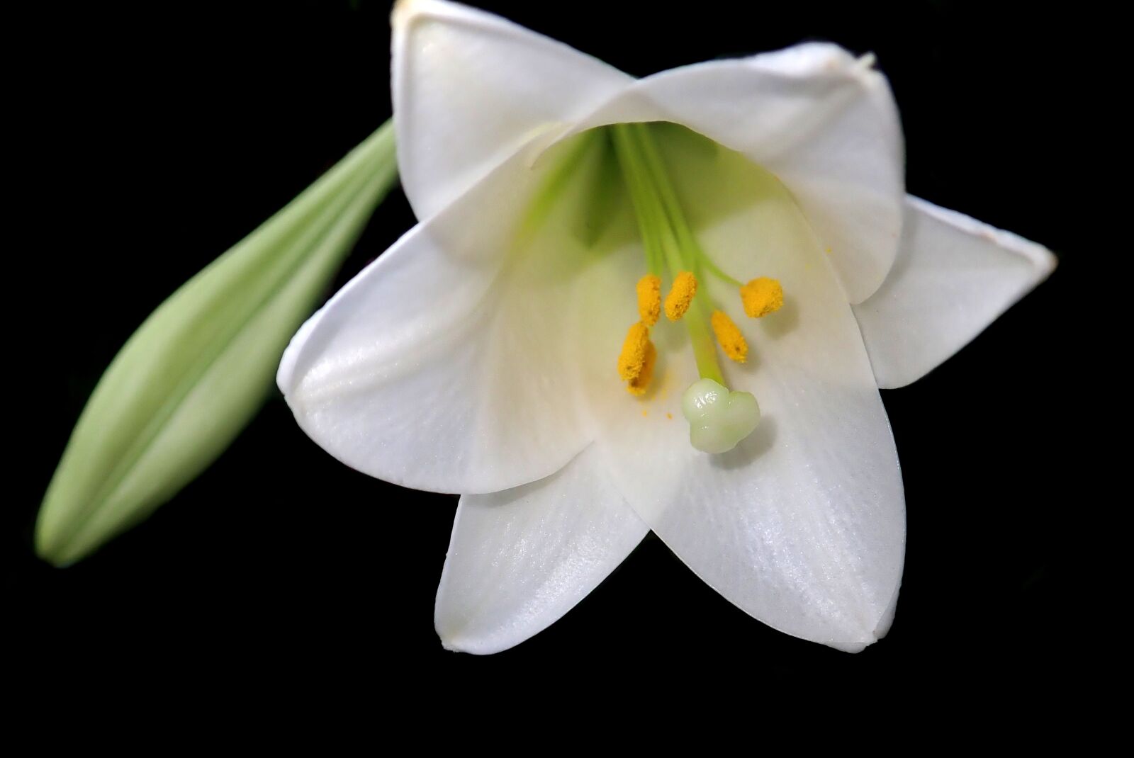 Olympus TG-5 sample photo. Flower, white, lily photography
