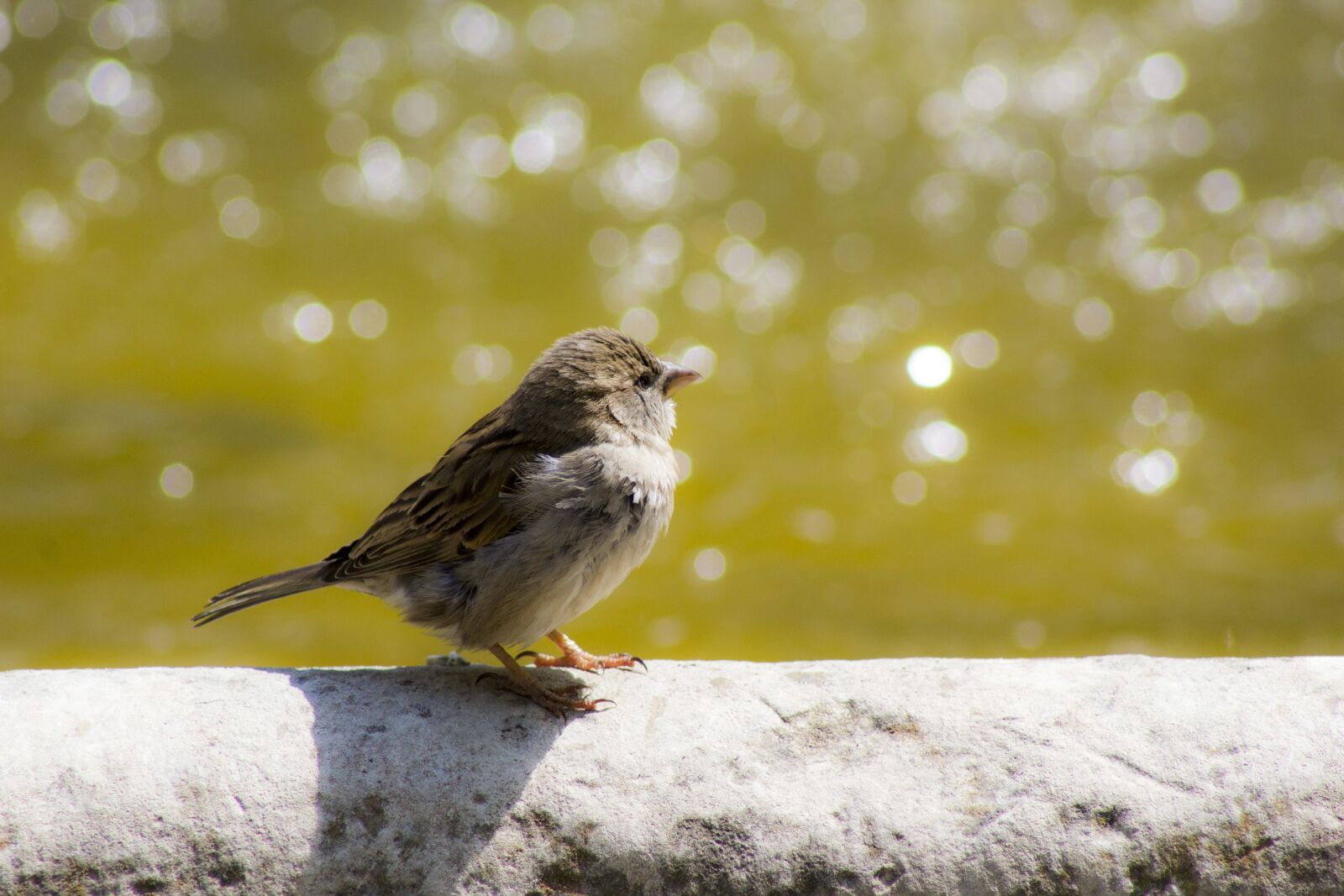 Canon EF 75-300mm f/4-5.6 sample photo. Sparrow, bird, ave photography