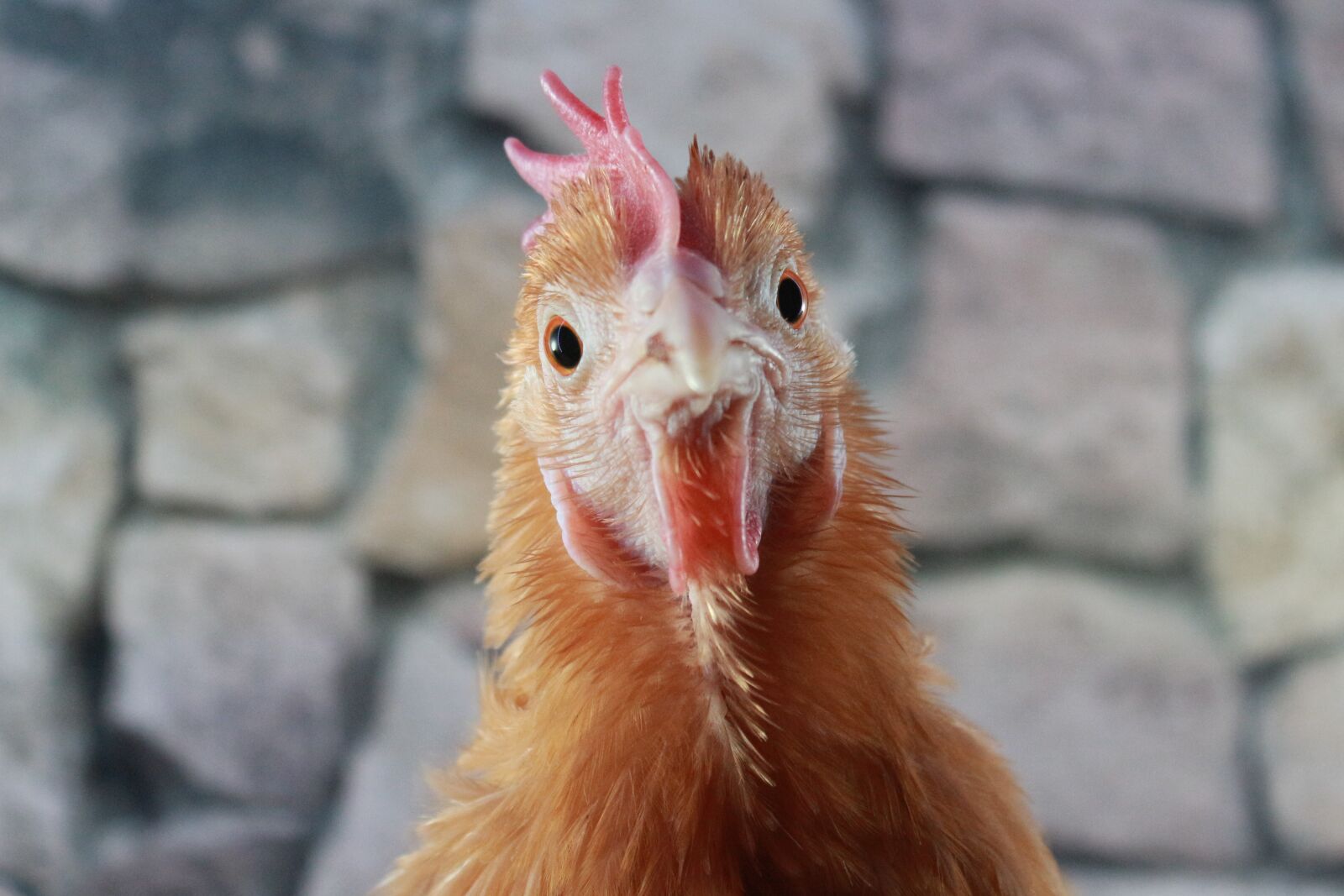 Canon EF-S 18-55mm F3.5-5.6 IS sample photo. Chicken, hen, poultry photography