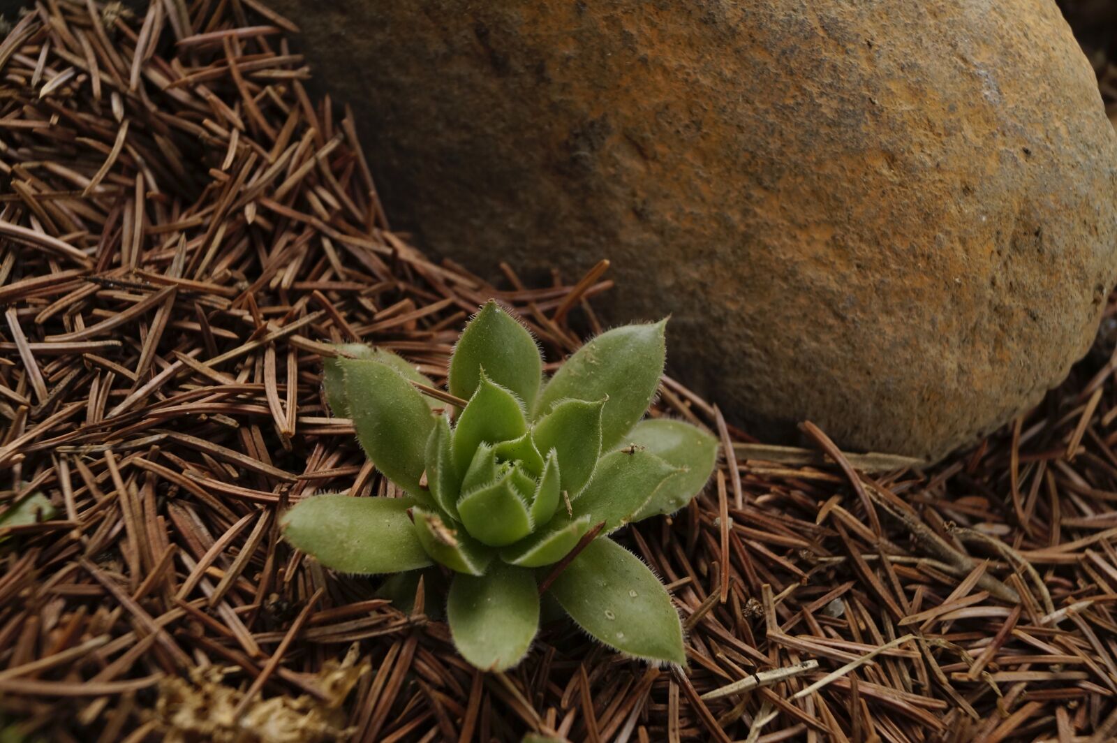 Sony SLT-A58 sample photo. Stonecrop, garden, rock garden photography