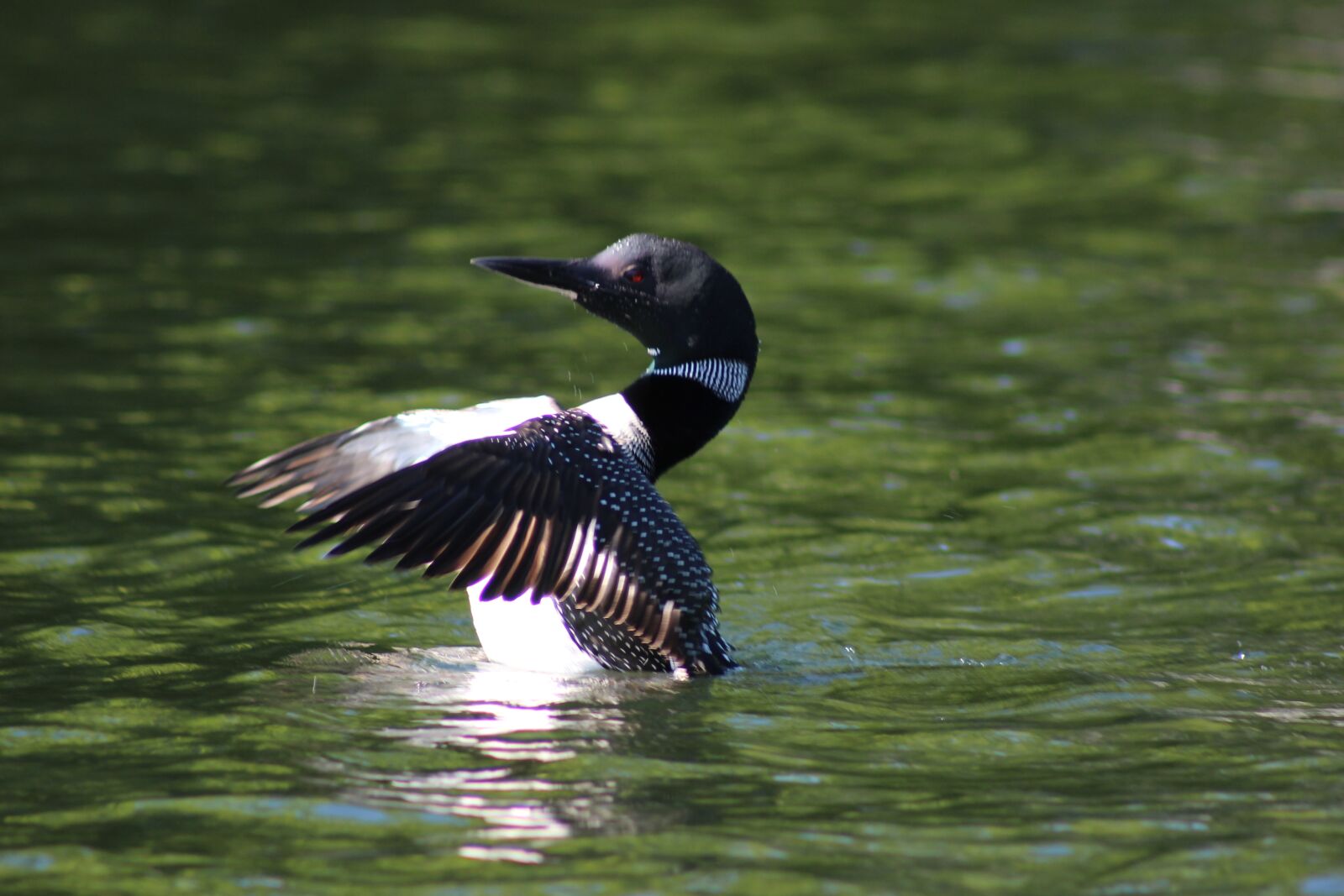 Canon EF 75-300mm f/4-5.6 USM sample photo. Loon, canada, nature photography