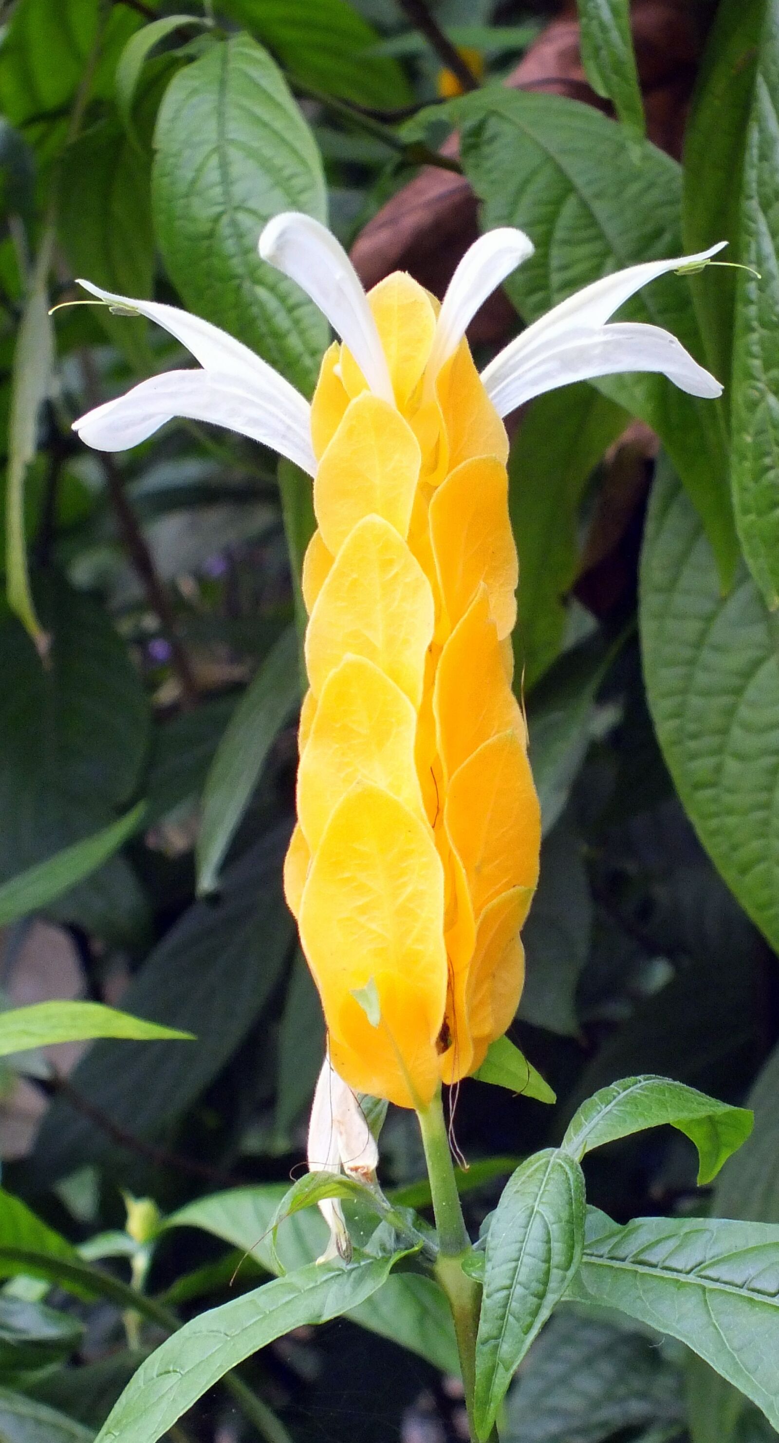 FujiFilm FinePix HS20 EXR (FinePix HS22 EXR) sample photo. Flower, plant, tropical photography