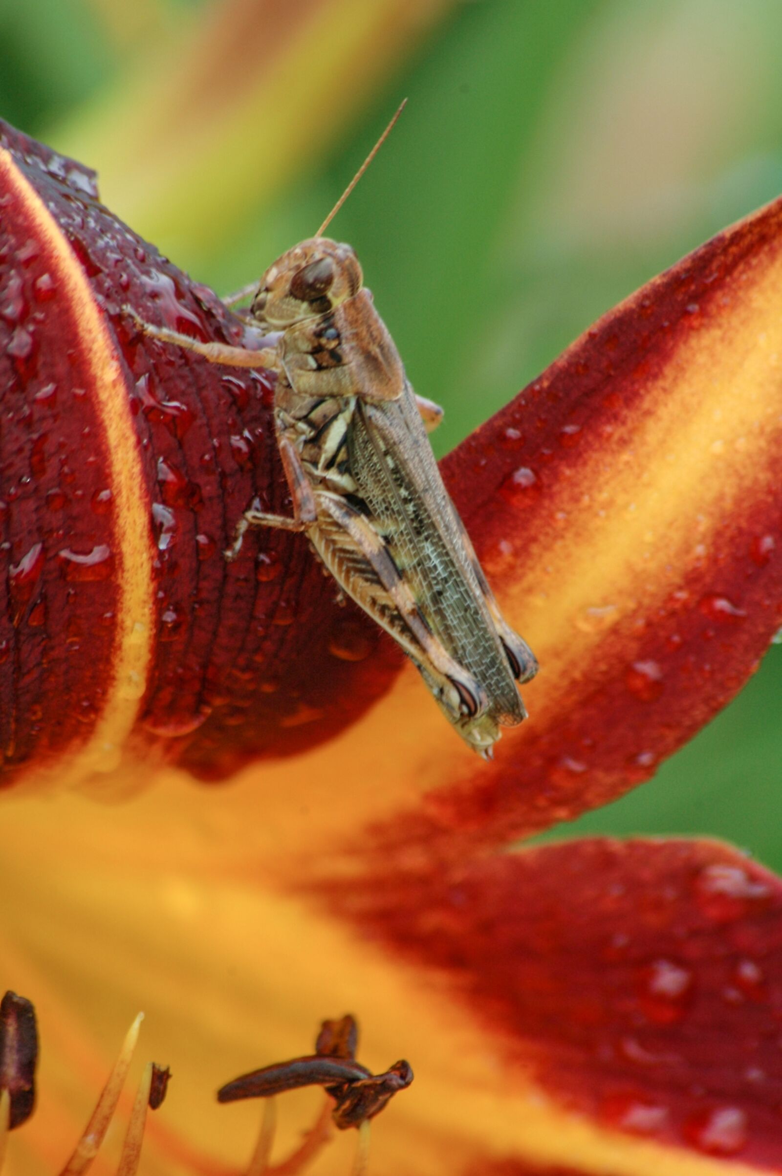 Nikon D70s sample photo. Daylily with grasshopper, macro photography