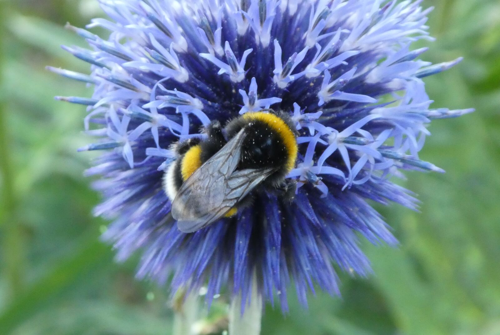 Panasonic DMC-TZ81 sample photo. Thistle, ornamental thistle, hummel photography