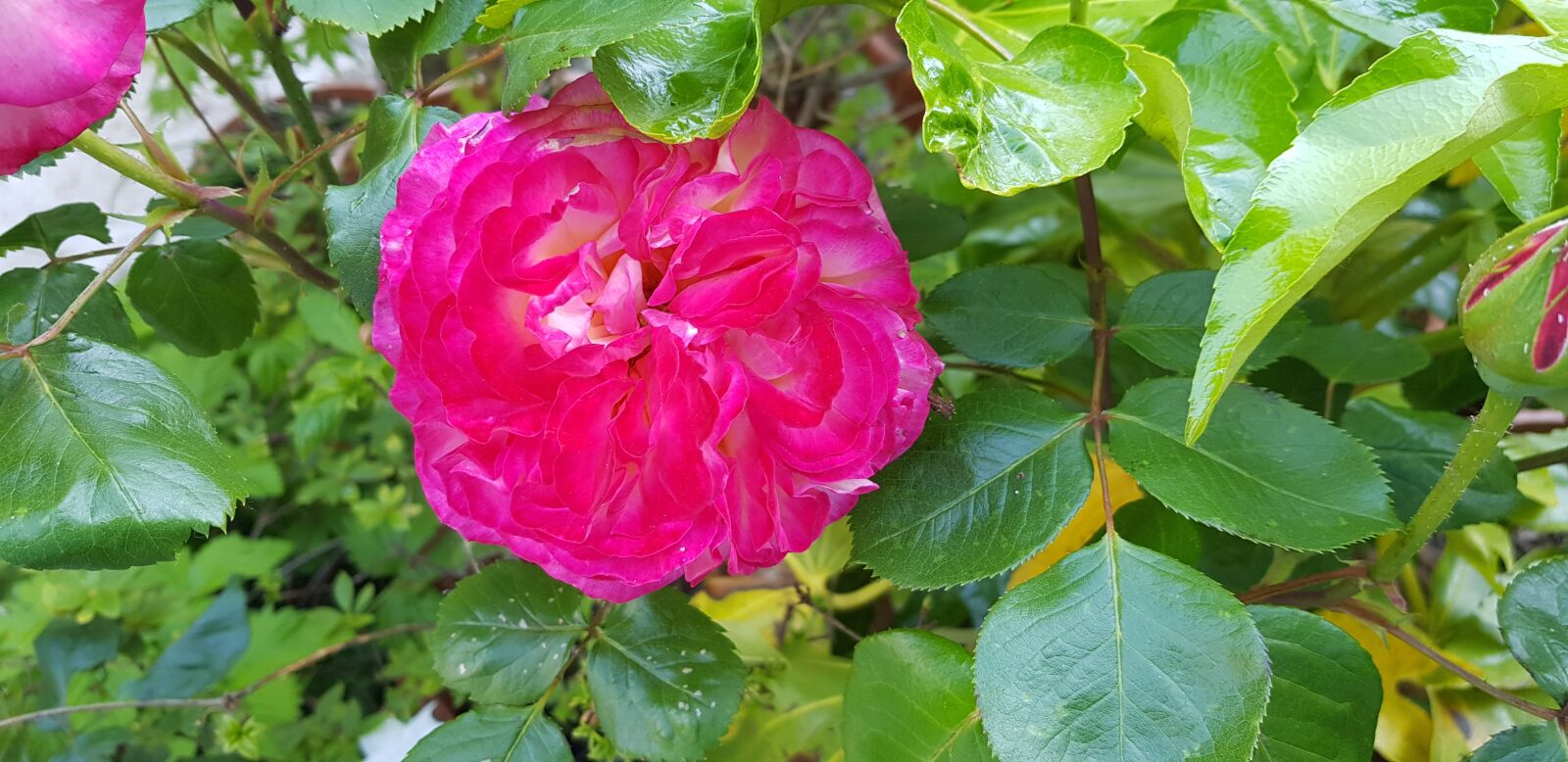 Samsung Galaxy S8+ sample photo. Nature, rosa, pink mottled photography