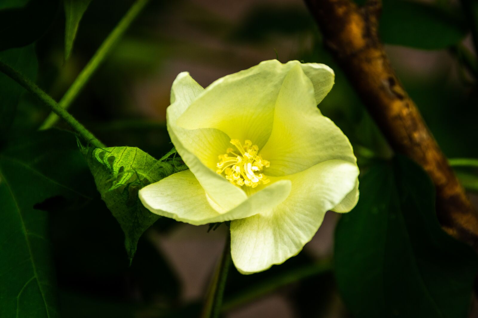 Nikon D3100 sample photo. Flowers, spring, nature photography