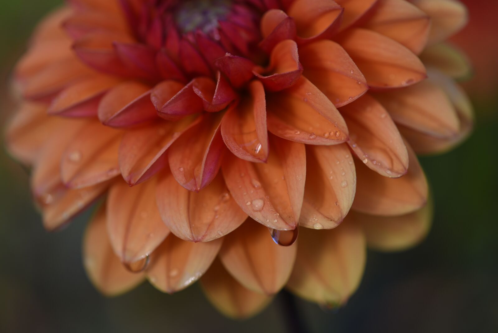 Nikon D750 sample photo. Dahlia, orange dahlia, flower photography