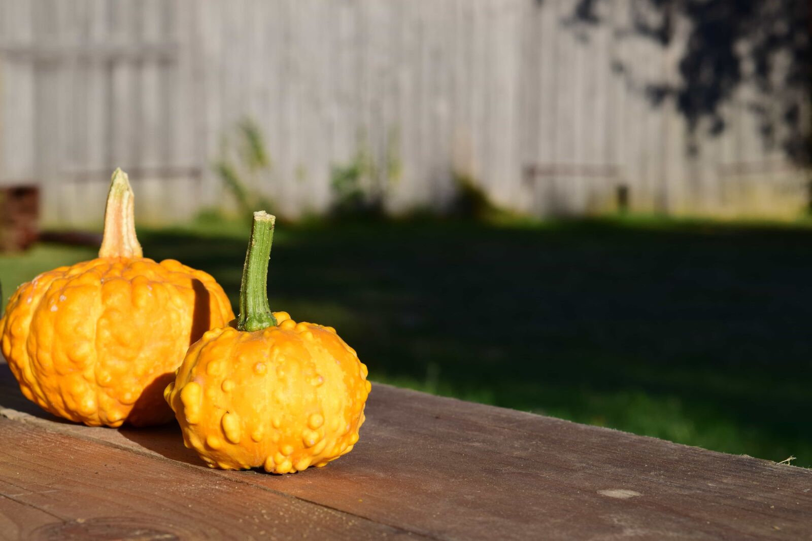 Nikon D3300 sample photo. Food, pumpkin, nature, vegetable photography