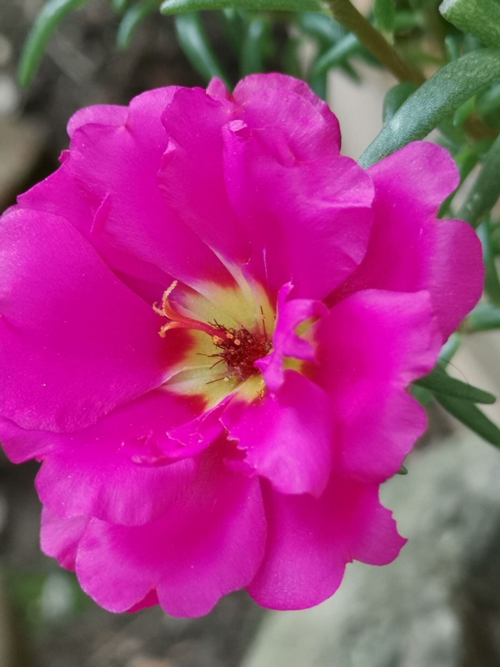 HUAWEI CLT-L29 sample photo. Blume, pink, gelb photography
