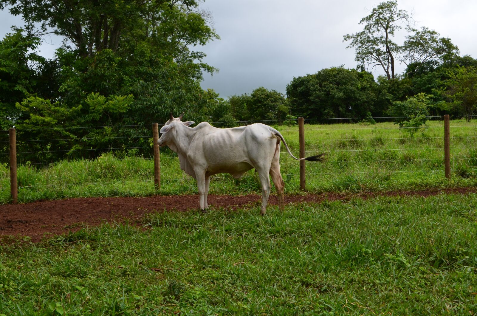 Nikon D5100 sample photo. Pasto, vaca, capim photography